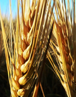 Wheat, barley and oat seed production
