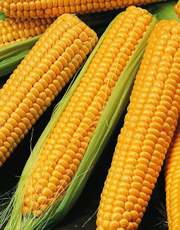 Hybrid corn seed production
