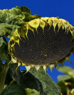 Hybrid sunflower seed production